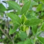 Lippia alba Leaf