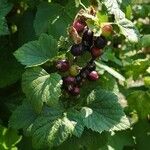 Ribes nigrum Плід