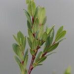 Salix caesia Leaf