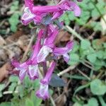 Corydalis cava Kwiat