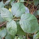 Rubus ammobius Leaf
