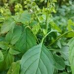 Ocimum campechianum Feuille