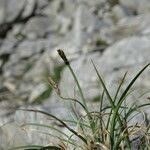 Carex rupestris Blomma