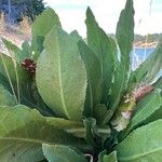 Grindelia integrifolia Leaf