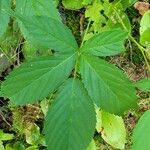 Rubus argutus Leaf