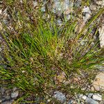 Juncus alpinoarticulatus 整株植物