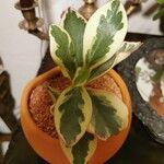 Peperomia tricolor برگ