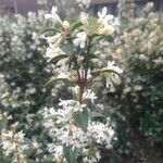 Osmanthus delavayi Λουλούδι