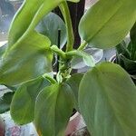 Philodendron hastatum Foglia