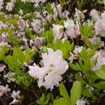 Rhododendron schlippenbachii Blatt