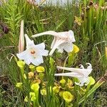 Lilium formosanum 花