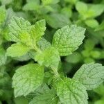 Mentha × piperita List