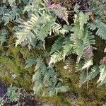 Polypodium vulgare Hábitos