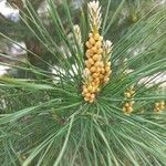 Pinus pinaster Fruit