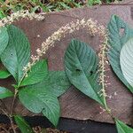 Arachnothryx buddleioides Φύλλο