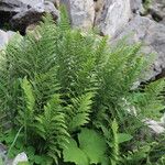 Dryopteris villarii Alkat (teljes növény)