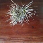 Tillandsia aeranthos 葉