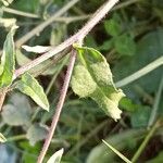 Scorzoneroides autumnalis Leaf