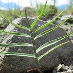 Trisetum distichophyllum