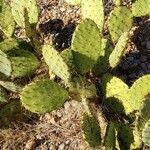 Opuntia littoralis Lapas