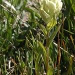 Castilleja septentrionalis Hábito