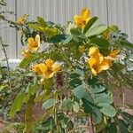 Senna surattensisFlor