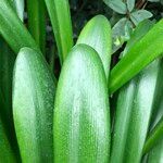 Agapanthus spp. Blad