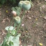 Papaver somniferumFruto