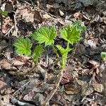 Oplopanax horridus Hoja