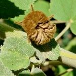 Abutilon mauritianum Froito