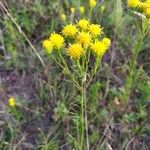 Euthamia occidentalis Flower