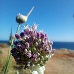 Allium ampeloprasum Cvet