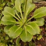 Saxifraga umbrosa Folla