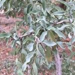 Ximenia caffra Leaf