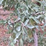 Ximenia caffra Leaf