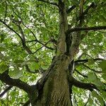 Tilia × europaea Hábito