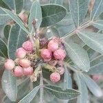 Pistacia atlantica Fruit