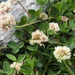 Trifolium thalii পাতা