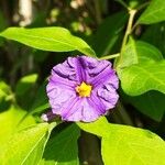 Solanum laciniatum Квітка