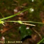 Carex depauperata Beste bat