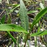 Persicaria amphibia Листок