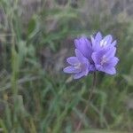 Dipterostemon capitatus Flower