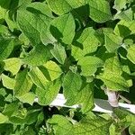 Cistus creticus Leaf