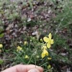 Brassica fruticulosa Flower