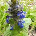 Ajuga genevensisCvet