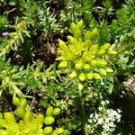 Petrosedum montanum Blüte