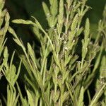 Buchnera pusilla List