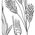 Bromus bromoideus