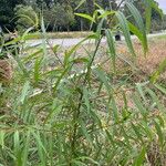 Salix nigra Leaf