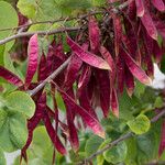 Cercis siliquastrum Fruit